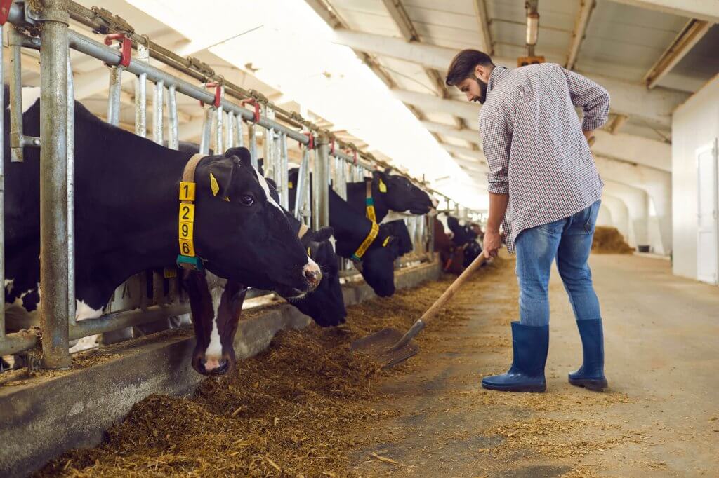 Gérant d'une exploitation agricole, éleveur de bovins